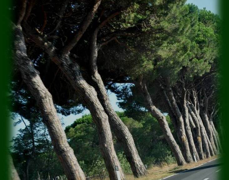 L'inconfondibile profilo dela vegetazione mediterranea, i pini